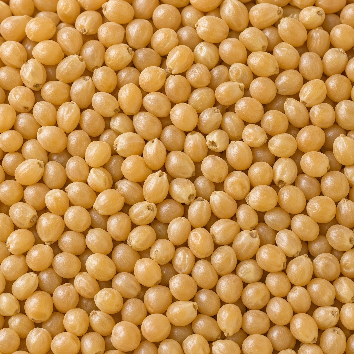 Kernels Lab Premium US-Sourced Kraft Pouch Popcorn Kernels - Image 4